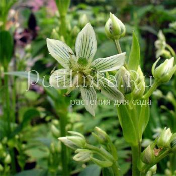 Шверция  Кинга (Swertia kingi)