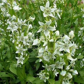 Шверция  Кинга (Swertia kingi)