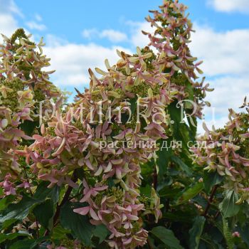 Гортензия метельчатая Star Rose (Hydrangea paniculata Star Rose)