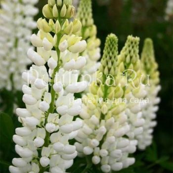 Люпин Alba (сорт уточняется)