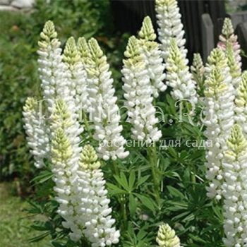 Люпин Alba (сорт уточняется)