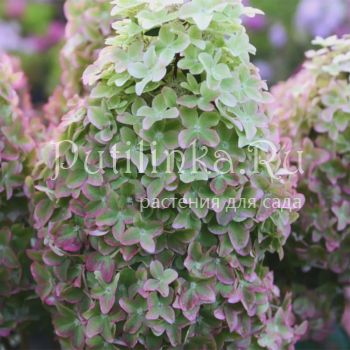 Гортензия метельчатая Metallica (Hydrangea paniculata Metallica)