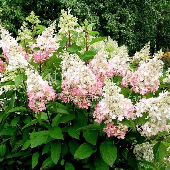 Гортензия метельчатая Confetti (Hydrangea paniculata Confetti)