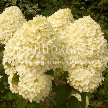 Гортензия метельчатая Cotton Cream (Hydrangea paniculata Cotton Cream)