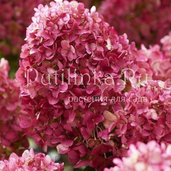 Гортензия метельчатая Little Rosy (Hydrangea paniculata Little Rosy)