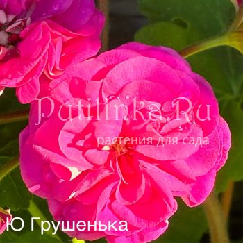 Пеларгония Грушенька