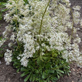 Камнеломка (сорт уточняется)