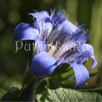 Горечавка семираздельная (Gentiana x septemfida)