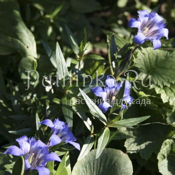 Горечавка семираздельная (Gentiana x septemfida)