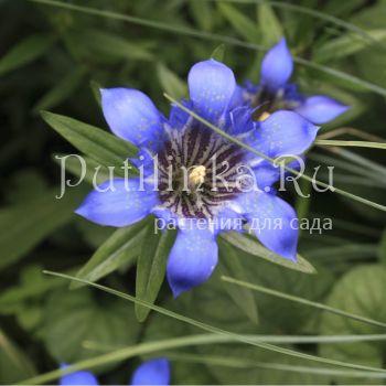 Горечавка семираздельная (Gentiana x septemfida)