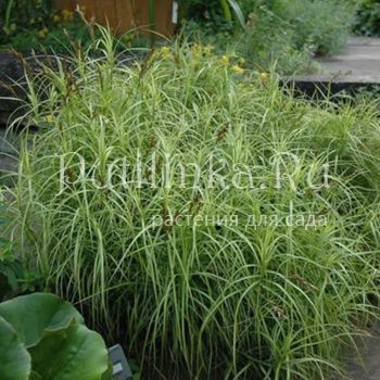 Осока пальмолистная (Carex muskingumensis)