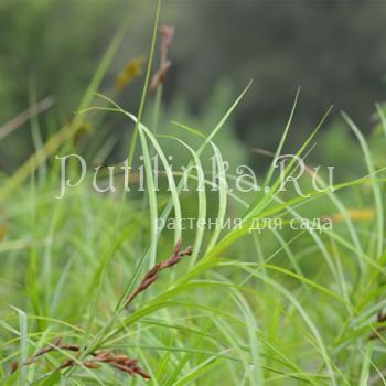 Осока пальмолистная (Carex muskingumensis)