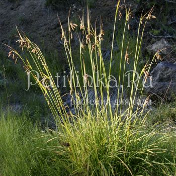 Осока Мертенса (Carex mertensii)