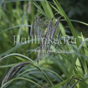 Осока Мертенса (Carex mertensii)