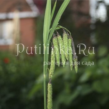 Осока Мертенса (Carex mertensii)