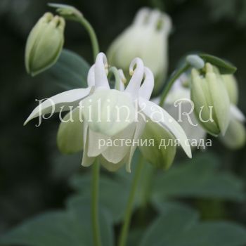 Аквилегия веерная белая (Aquilegia flabellata nana Alba)