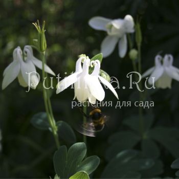 Аквилегия веерная белая (Aquilegia flabellata nana Alba)