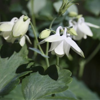 Аквилегия веерная белая (Aquilegia flabellata nana Alba)