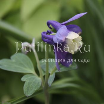 Аквилегия веерная голубая (Aquilegia flabellata Blue)