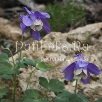 Аквилегия веерная голубая (Aquilegia flabellata Blue)