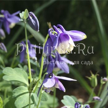 Аквилегия веерная голубая (Aquilegia flabellata Blue)