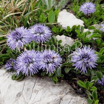 Глобулярия или Шаровница сердцевиднолистная (Globularia cordifolia)