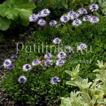 Глобулярия или Шаровница сердцевиднолистная (Globularia cordifolia)