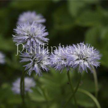 Глобулярия или Шаровница сердцевиднолистная (Globularia cordifolia)