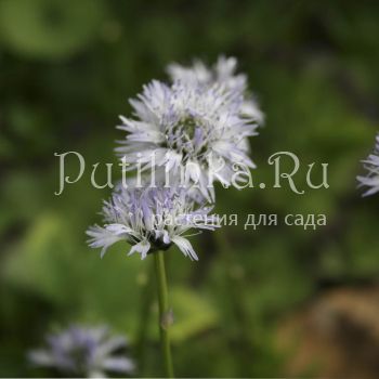 Глобулярия или Шаровница сердцевиднолистная (Globularia cordifolia)