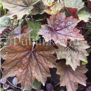 Гейхера Brownies (Heuchera Brownies)