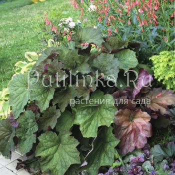 Гейхера Brownies (Heuchera Brownies)
