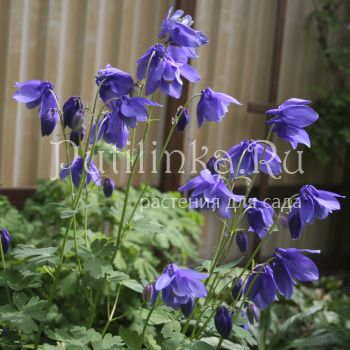 Аквилегия железистая (Aquilegia glandulosa)