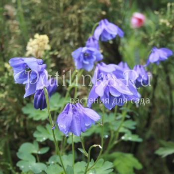 Аквилегия железистая (Aquilegia glandulosa)