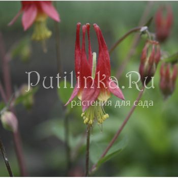 Аквилегия канадская Little Laterns (Aquilegia Canadensis Little Lanterns)