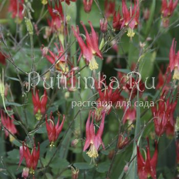 Аквилегия канадская Little Laterns (Aquilegia Canadensis Little Lanterns)