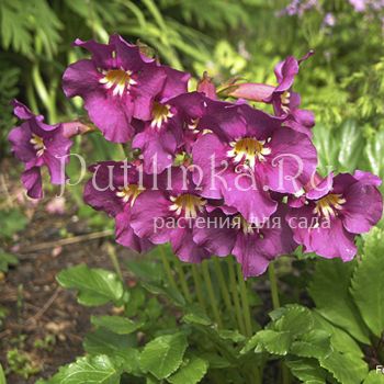 Инкарвиллея жонгдианская (Incarvillea zhongdianensis)