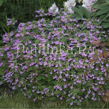 Каламинта (CALAMINTHA grandiflora Large lowered Calamint Elfin Purple)