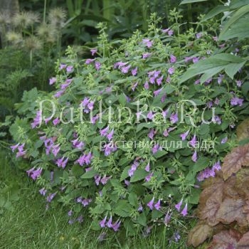 Каламинта (CALAMINTHA grandiflora Large lowered Calamint Elfin Purple)