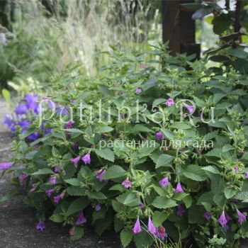 Каламинта (CALAMINTHA grandiflora Large lowered Calamint Elfin Purple)