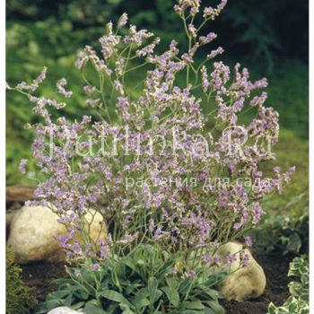 Кермек (LIMONIUM species 'Blue Diamond')