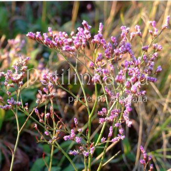 Кермек (LIMONIUM species 'Blue Diamond')