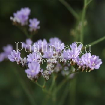 Кермек (LIMONIUM species 'Blue Diamond')