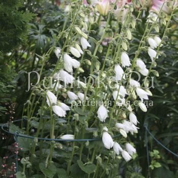 Колокольчик Хофмана (Campanula hofmanii)