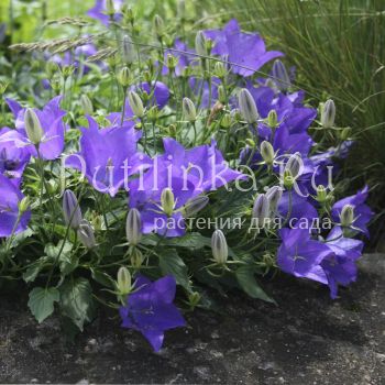 Колокольчик псевдорайнера (Campanula pseudo-raineri)