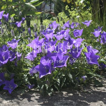 Колокольчик псевдорайнера (Campanula pseudo-raineri)