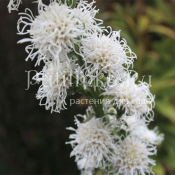 Лиатрис (LIATRIS scariosa 'Alba' )