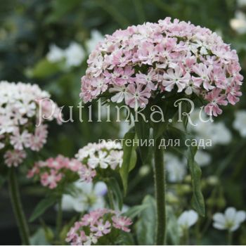 Лихнис халцедонский (LYCHNIS chalcedonica Carnea)