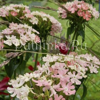 Лихнис халцедонский (LYCHNIS chalcedonica Carnea)