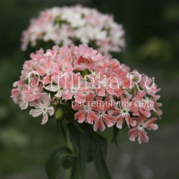 Лихнис халцедонский (LYCHNIS chalcedonica Carnea)