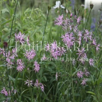 Лихнис (LYCHNIS flos-cuculi)